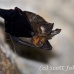 bat_fruit_gbcc_lbf_h_0098_kom3024.jpg